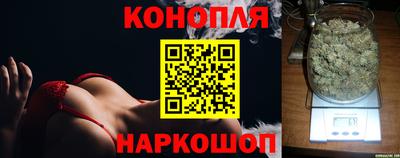 сатива Кингисепп